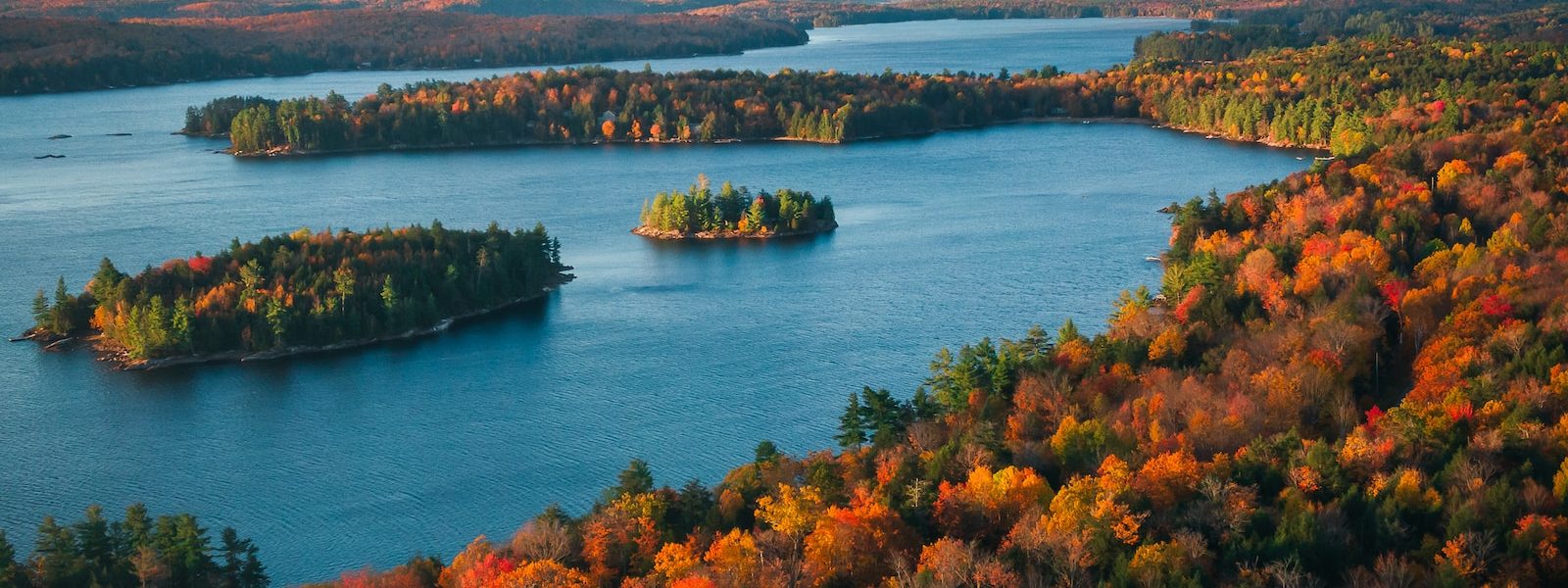 green and brown trees beside body of water during daytime